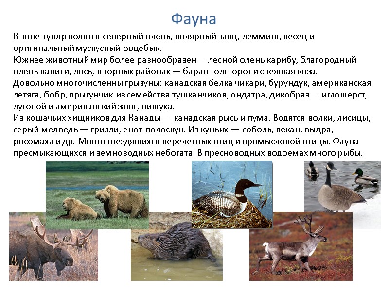 Фауна  В зоне тундр водятся северный олень, полярный заяц, лемминг, песец и оригинальный